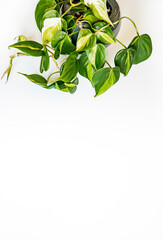 Philodendron brasil alba plant with shoots, green variegated small leaves curls on a white background with space for text