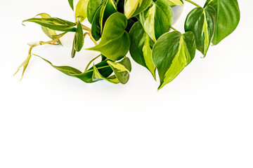 Philodendron brasil alba plant with shoots, green variegated small leaves curls on a white...