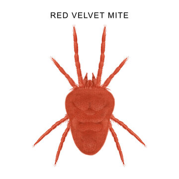 Red velvet Mite (Trombicula autumnalis) illustration
