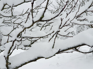 Fototapeta na wymiar frozen branches in garden under white snow - closeup