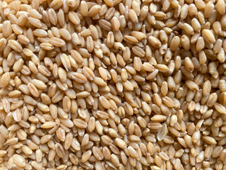 Fresh harvested Wheat seeds on the ground. Heap of wheat grains close up shot in field. Indian farming, harvesting concept. Golden grains of common Triticum aestivum.