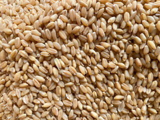 Fresh harvested Wheat seeds on the ground. Heap of wheat grains close up shot in field. Indian farming, harvesting concept. Golden grains of common Triticum aestivum.