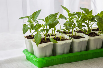 Young seedlings of peppers on the windowsill. Ecological cultivation of homemade pepper seedlings in winter and early spring