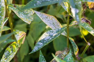 Powdery mildew on phlox leaves