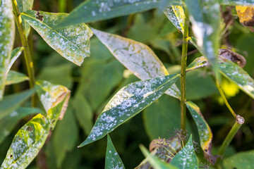 Powdery mildew on phlox leaves