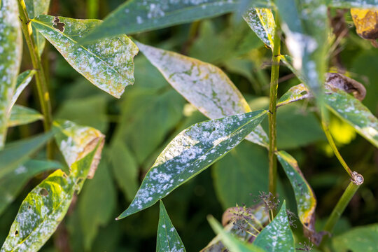 Powdery mildew on phlox leaves