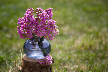 Bouquet of bergenia in a light vase on a dark background. Copy space
