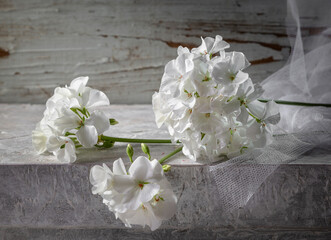 White geranium flowers on a gray background