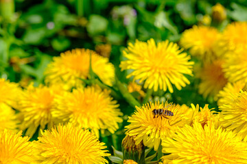 蒲公英にとまる蜂