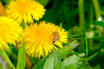 蒲公英にとまる蜂