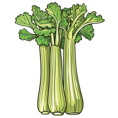 Celery isolated on white background. Vector illustration of celery.