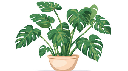 Philodendron bernardopazii potted house room plant. 