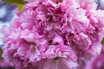 Obraz premium 桜