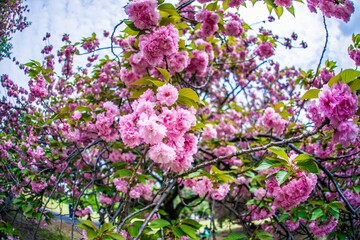Fototapeta premium 桜