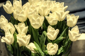 yellow and white tulips