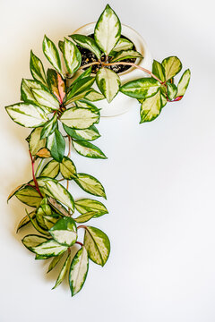 Hoya carnosa plant with shoots, green variegated small leaves in a white pot curls on a white background