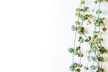 Ceropegia voodoo plant with shoots, green variegated small leaves curls on a white background with...