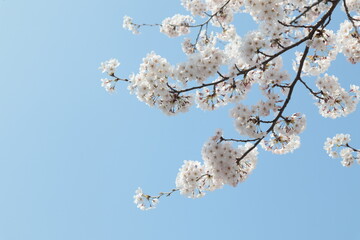 벚꽃 나무 근접