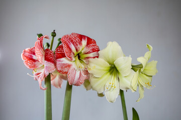 Amaryllis variety Fantasy and Spotted Cream. Amaryllis flowers. Hippeastrum. Flower of Holland....