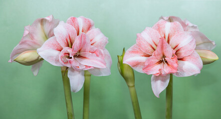 Amaryllis variety Balance. Double amaryllis flowers. Hippeastrum. Flower of Holland. Hippeastrum grade Balance. Amaryllidaceae. Dutch flowers.  - obrazy, fototapety, plakaty