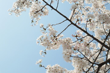 벚꽃나무와 하늘