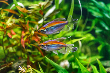 A green beautiful planted tropical freshwater aquarium with fishes.A Congo tetra, Phenacogrammus...