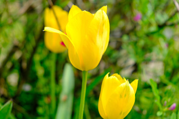 黄色いチューリップ