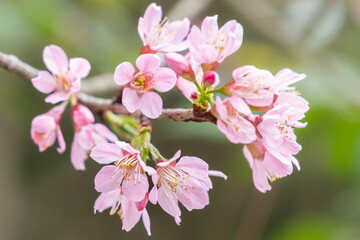Pink cherry blossom. Sakura tree branch. Close up of blossom on a flowering sand cherry tree in the spring.