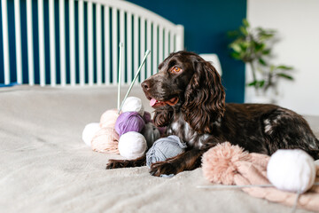 Dog Russian brown spaniel lying on the bed and playing with balls of colorful woolen threads