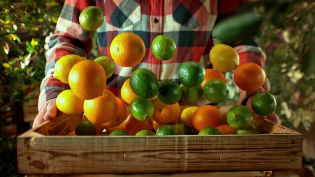 Super Slow Motion Shot of Citrus Fruits Falling into Wooden Box Held by a Farmer at 1000fps.