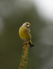 A European Greenfinch looking quizzically toward the camera while perched on a pine branch