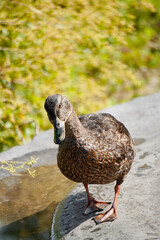 Duck waddling by the river in Zaanse Schans