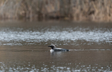 An arctic or black-throated loon (Gavia arctica) swimming on a lake near Stockholm, Sweden in breeding plumage