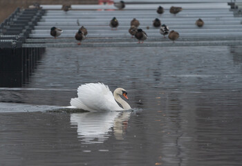 A mute swan with its feathers fluffed up swimming in front of an audience of ducks.