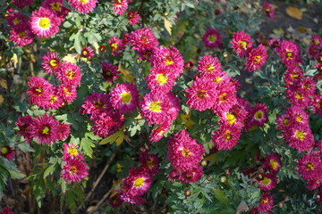 Multitude of pink and yellow flowers of Chrysanthemums in mid November