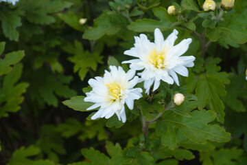 Pair of white flowers of Chrysanthemums in October