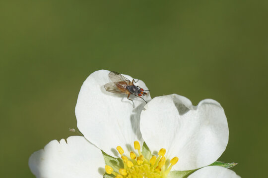Small fly Pegomya, family Root-Maggot Flies (Anthomyiidaes) on flower of strawberry Fragaria. Tribe Pegomyini. Subfamily Pegomyinae. Spring, April, Dutch garden.