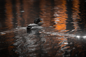 Duck on the water