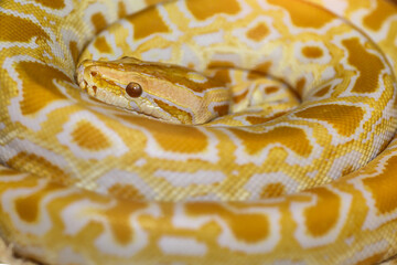 Albino Burmese Python (Python molurus bivittatus)A large non-toxic snake from the genus of real...