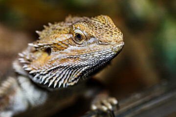 portrait macro photo of a female bearded dragon in its terrarium.Lizards are a widespread group of squamate reptiles, with over 6,000 species