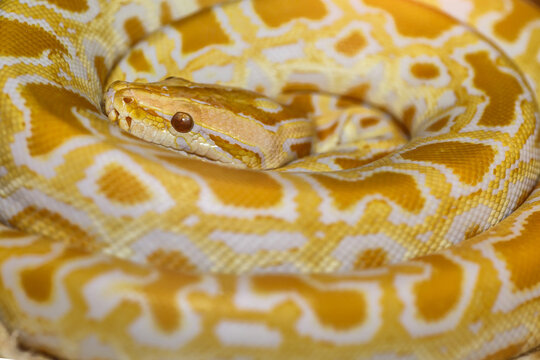 Albino Burmese Python (Python molurus bivittatus)A large non-toxic snake from the genus of real pythons. One of the most famous species of the genus.
