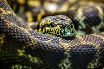 The longest snake in the world - Asia's giant Reticulated Python. Quietly asleep, curled into a ring,snake sometimes known as Royal Python or Ball Python