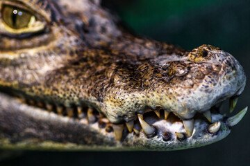 Alligator or crocodile concept. Eye of alligator and teeth on head.  Crocodile is dangerous animals and large aquatic reptiles