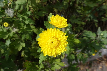 Two bright yellow flowers of Chrysanthemums in October