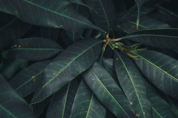 Top view of wooden green leaves used for texture background.