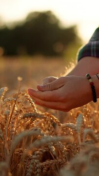Unknown farmer touching wheat ear with palm of the hand