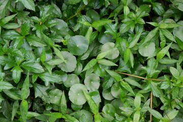 Top view of wooden green leaves used for texture background.