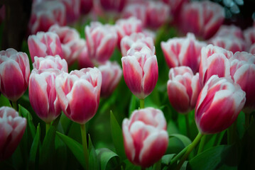 Field of multicolored tulips close-up as a concept of holiday and spring. Lawn with flowers with space for text and copy space. Tulip Festival in the Netherlands.