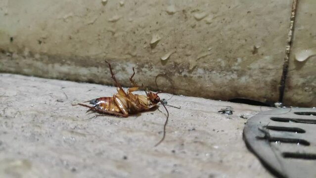 Cockroach die because it is exposed to insecticide