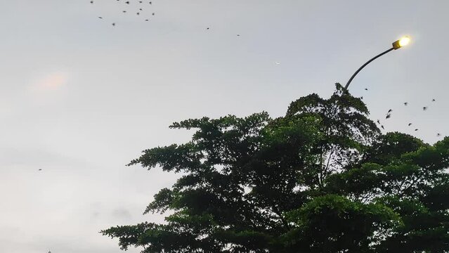 birds fly around a tree